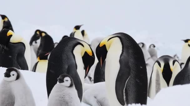 Keizerspinguïns met kuikens dichtbij in Antarctica — Stockvideo