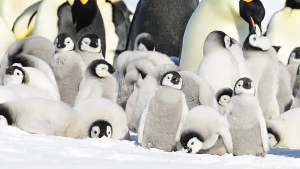 Emperador Pingüinos con polluelos de cerca en la Antártida — Vídeos de Stock