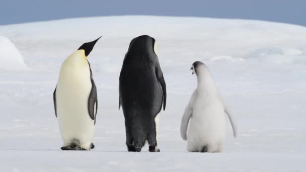 企鹅皇帝与小鸡在南极洲的亲密接触 — 图库视频影像