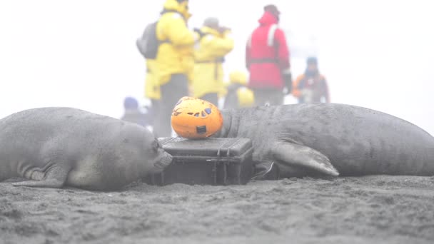 Due foche elefanti che giocano con il casco sulla spiaggia — Video Stock