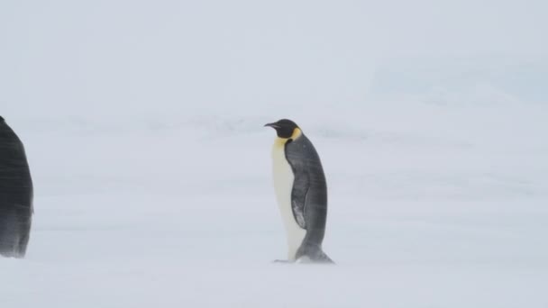 Pingüinos Emperadores en la nieve en la Antártida — Vídeo de stock