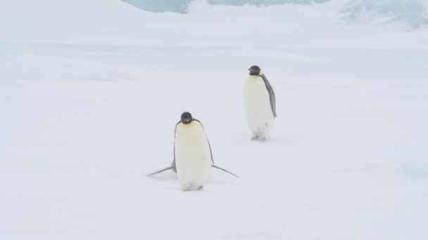 남극의 눈 위에 있는 펭귄 황제 — 비디오