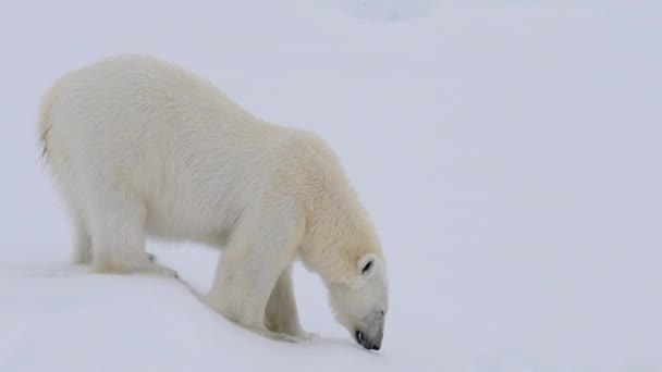 Orso polare che cammina sul ghiaccio nell'Artico — Video Stock