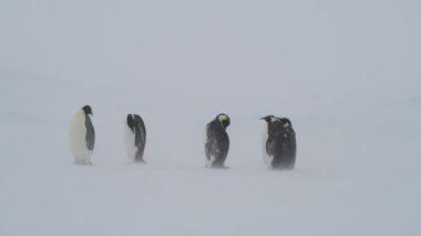 Antarktika 'da kar fırtınasında İmparator Penguenler