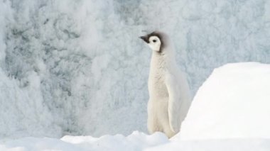İmparator Penguen yavrusu Antarktika 'da buzda