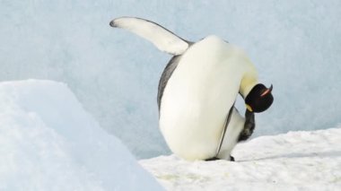 İmparator Penguen Antarktika 'ya yaklaşıyor.