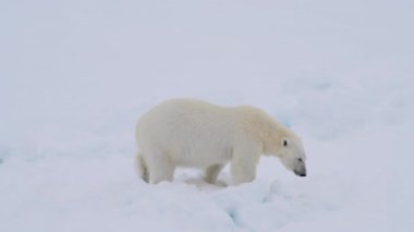 Kutup ayısı Kuzey Kutbu 'nda buzda yürüyor.