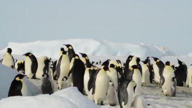 Antarktika 'da yavruları olan İmparator Penguenler
