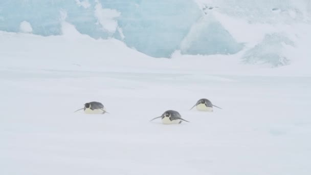 Imperador Pinguins na neve na Antártida — Vídeo de Stock