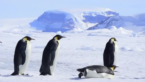 Kejsar Penguins på snön i Antarktis — Stockvideo