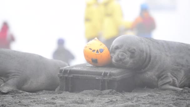 Deux phoques éléphants jouant avec un casque sur la plage — Video