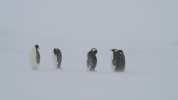 Imperador Pinguins em tempestade de neve no gelo na Antártida — Vídeo de Stock