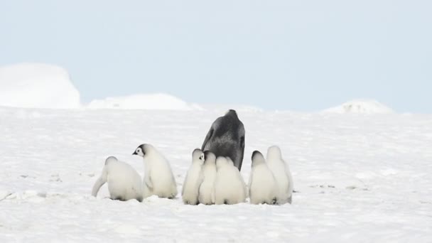 Pingüinos Emperadores en la nieve en la Antártida — Vídeo de stock