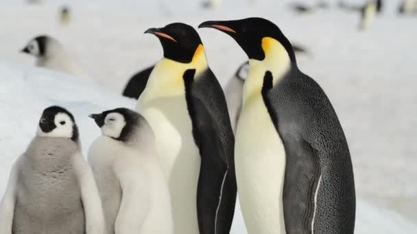 Kaiserpinguine mit Küken aus nächster Nähe in der Antarktis — Stockvideo