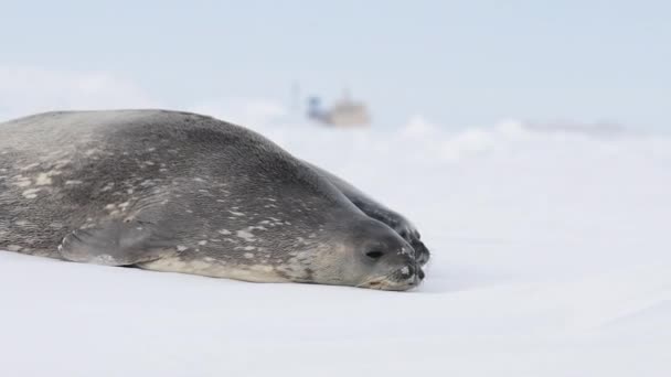 Weddell těsnění s dítětem ležící na ledě — Stock video