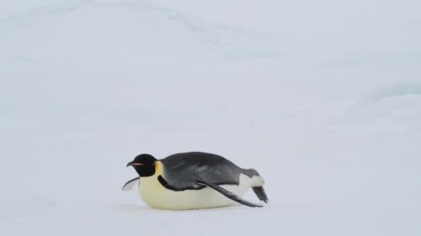 Imperatore Pinguino sulla neve in Antartide — Video Stock