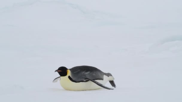 Imperador Pinguim na neve na Antártida — Vídeo de Stock