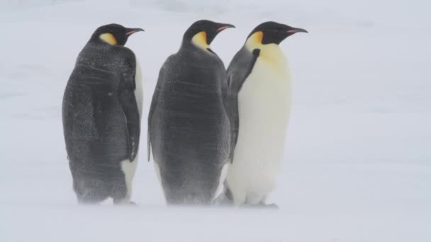Tučňáci císařští na sněhu v Antarktidě — Stock video