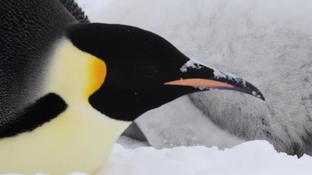 Pingvin császár közeledik az Antarktiszon.