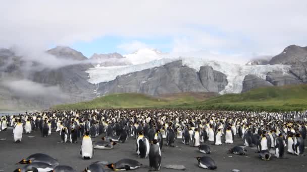 King Penguins στην παραλία της Νότιας Γεωργίας — Αρχείο Βίντεο