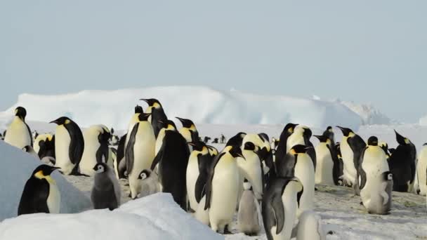 Pingwiny cesarskie z pisklętami na Antarktydzie — Wideo stockowe