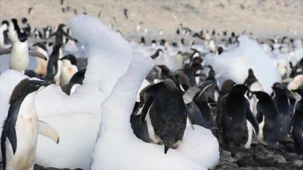 Pingüinos Adelie en el hielo en la Antártida — Vídeo de stock