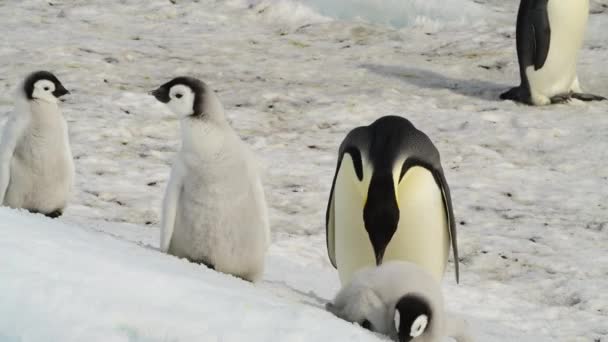 Imperador Pinguins com pintos de perto na Antártida — Vídeo de Stock