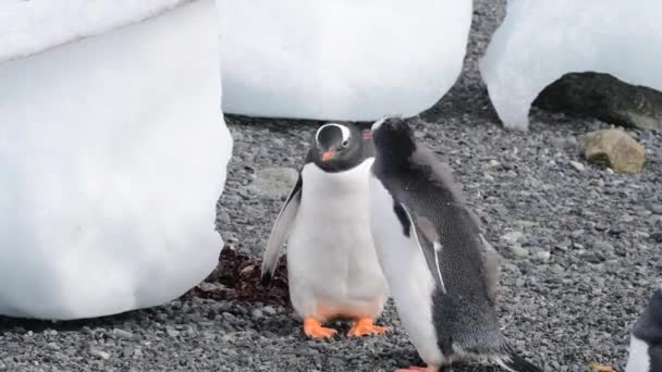 南极洲海滩上的基因企鹅 — 图库视频影像
