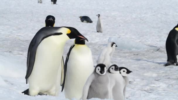 企鹅皇帝带着幼崽住在南极洲 — 图库视频影像
