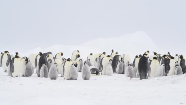 Keizerspinguïns met kuikens dichtbij in Antarctica — Stockvideo