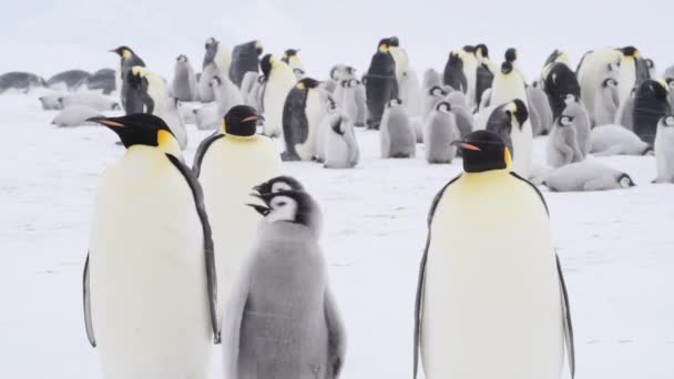 남극 대륙에서 새끼들 과 함께 있는 펭귄 황제 — 비디오