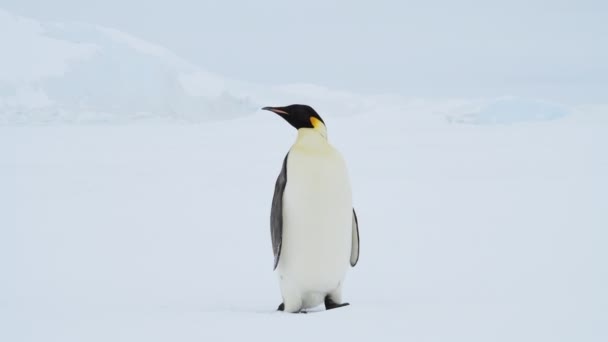 Tučňák císařský na sněhu v Antarktidě — Stock video