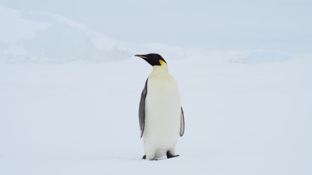 Imperatore Pinguino sulla neve in Antartide — Video Stock