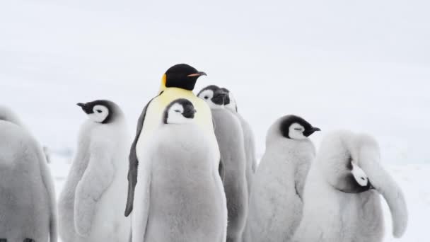 Császár Pingvinek csirkék a jégen az Antarktiszon — Stock videók