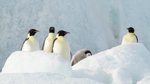 Kaiserpinguine mit Küken aus nächster Nähe in der Antarktis — Stockvideo