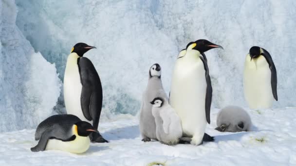Empereur Pingouins avec des poussins de près en Antarctique — Video
