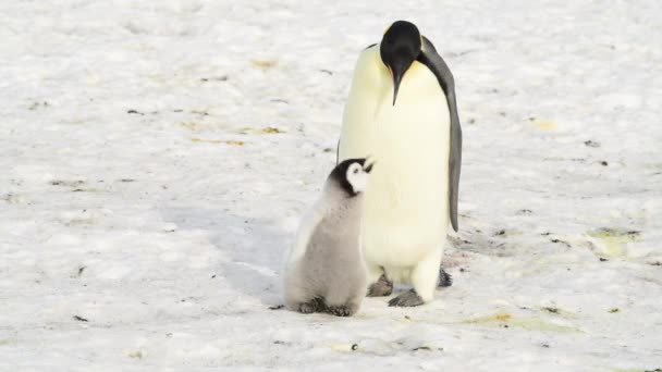 Emperador Pingüinos con polluelos de cerca en la Antártida — Vídeo de stock