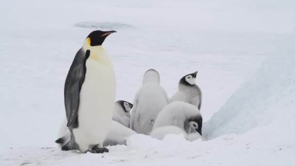 Emperador Pingüinos con polluelos de cerca en la Antártida — Vídeo de stock