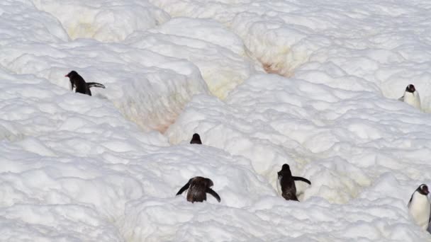 Gentoo Pinguine wandern auf Wanderweg in der Antarktis — Stockvideo