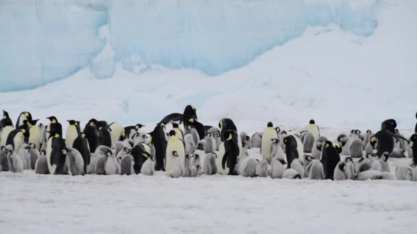 Pingvinek császár csirkékkel az Antarktiszon. — Stock videók