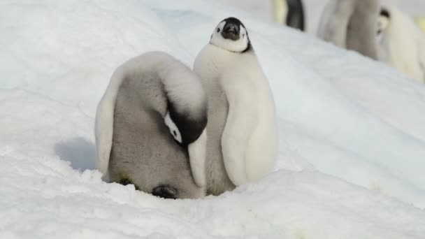 Emperador pingüinos polluelos en el hielo en la Antártida — Vídeos de Stock