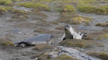 Sahilde oynayan iki deniz fili.