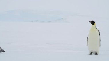 İmparator Penguenler Antarktika 'da kar üzerinde