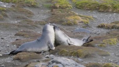 Sahilde oynayan iki deniz fili.