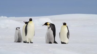 Antarktika 'da yavruları olan İmparator Penguenler