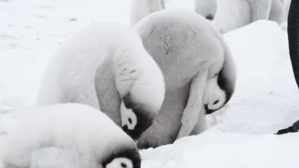 Császár Pingvinek csirkék a jégen az Antarktiszon