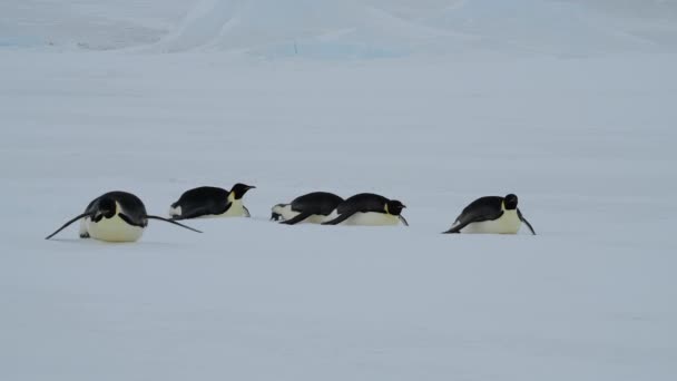 Imperador Pinguins na neve na Antártida — Vídeo de Stock