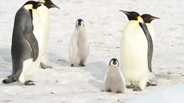 南極で雛が閉じ込められたペンギン皇帝 — ストック動画