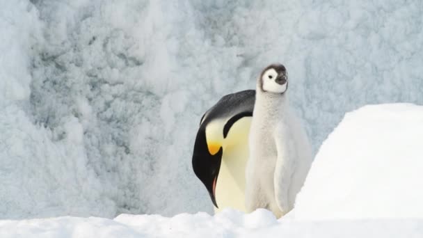 Kejsar Penguins på snön i Antarktis — Stockvideo