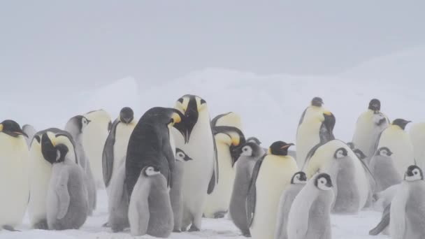 Tučňáci císařští s kuřaty zblízka v Antarktidě — Stock video